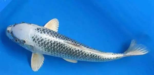 初识银松叶锦鲤