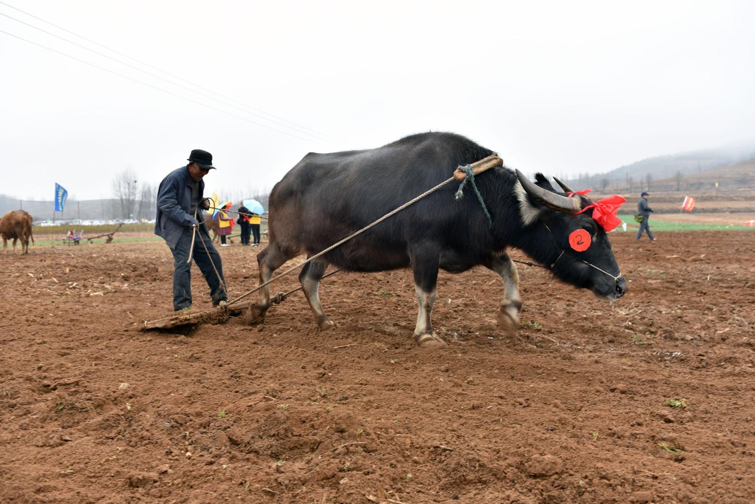 二月二山村"闹春牛"成新鲜事, 城里人冒雨看稀奇