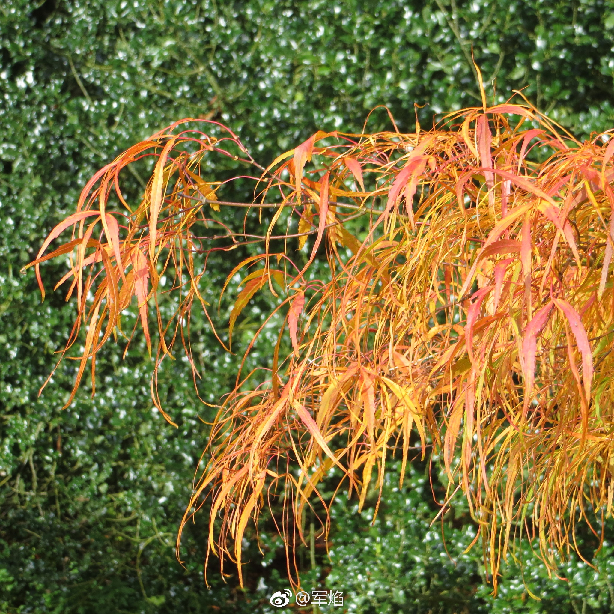 几个个人喜欢的,舞孔雀,赤鸭立泽,锦系(金线),姬爪红,鹤舞