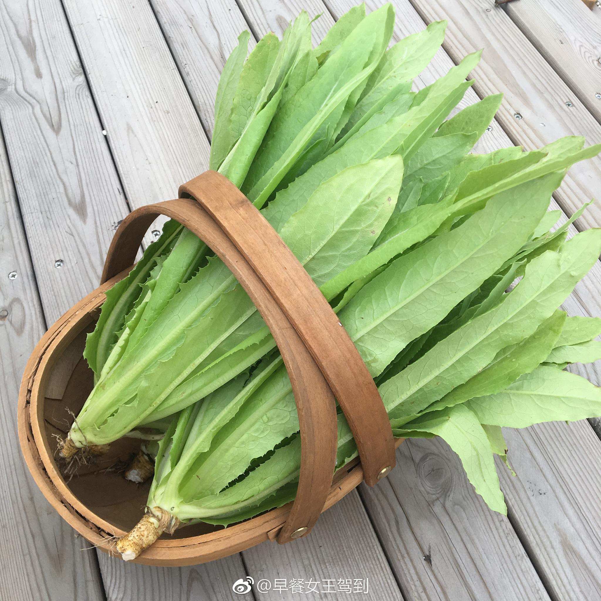 楼顶4平方的小菜地里收获了第一篮子的油麦菜好新鲜吖