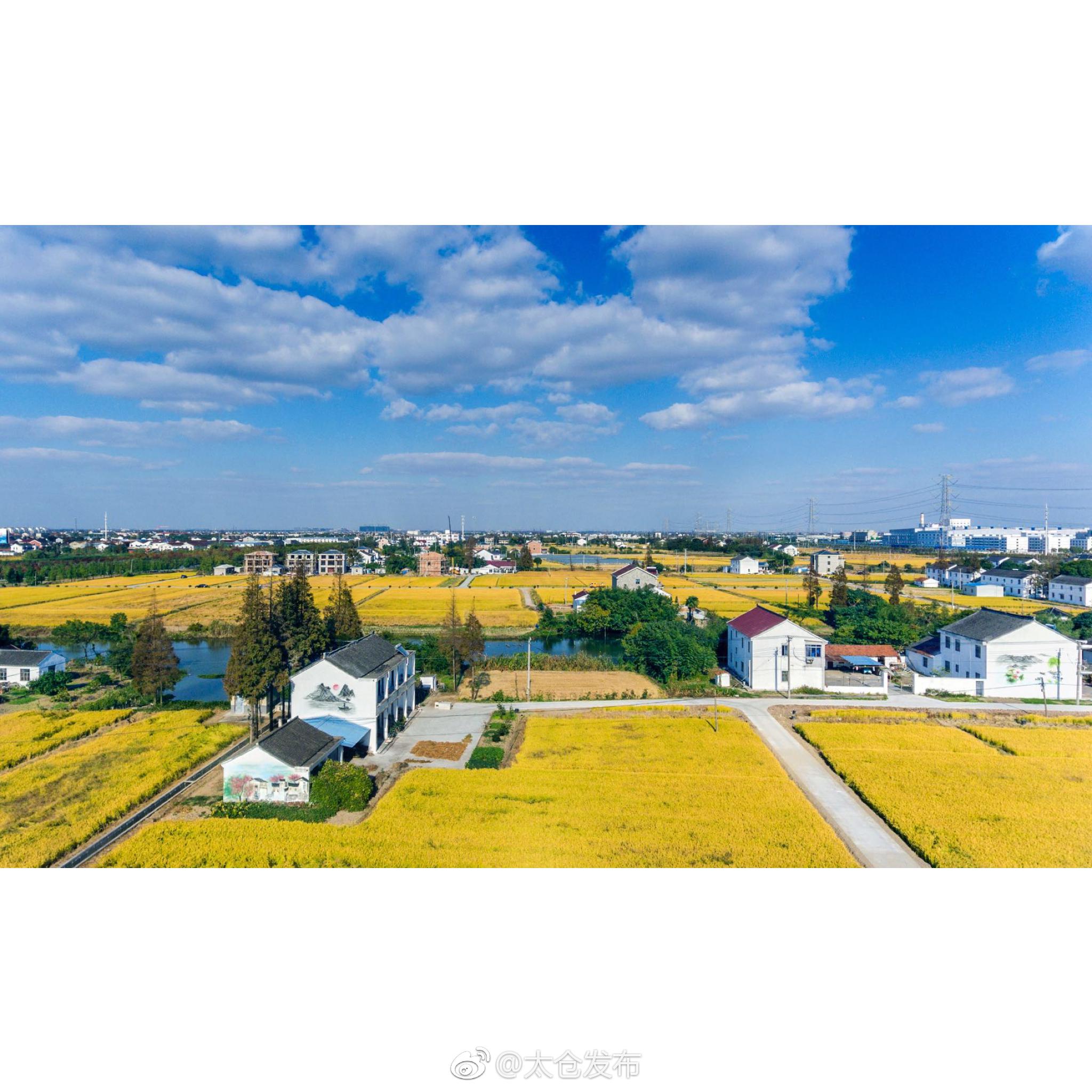 太仓农产品：一颗承载着乡愁的种子