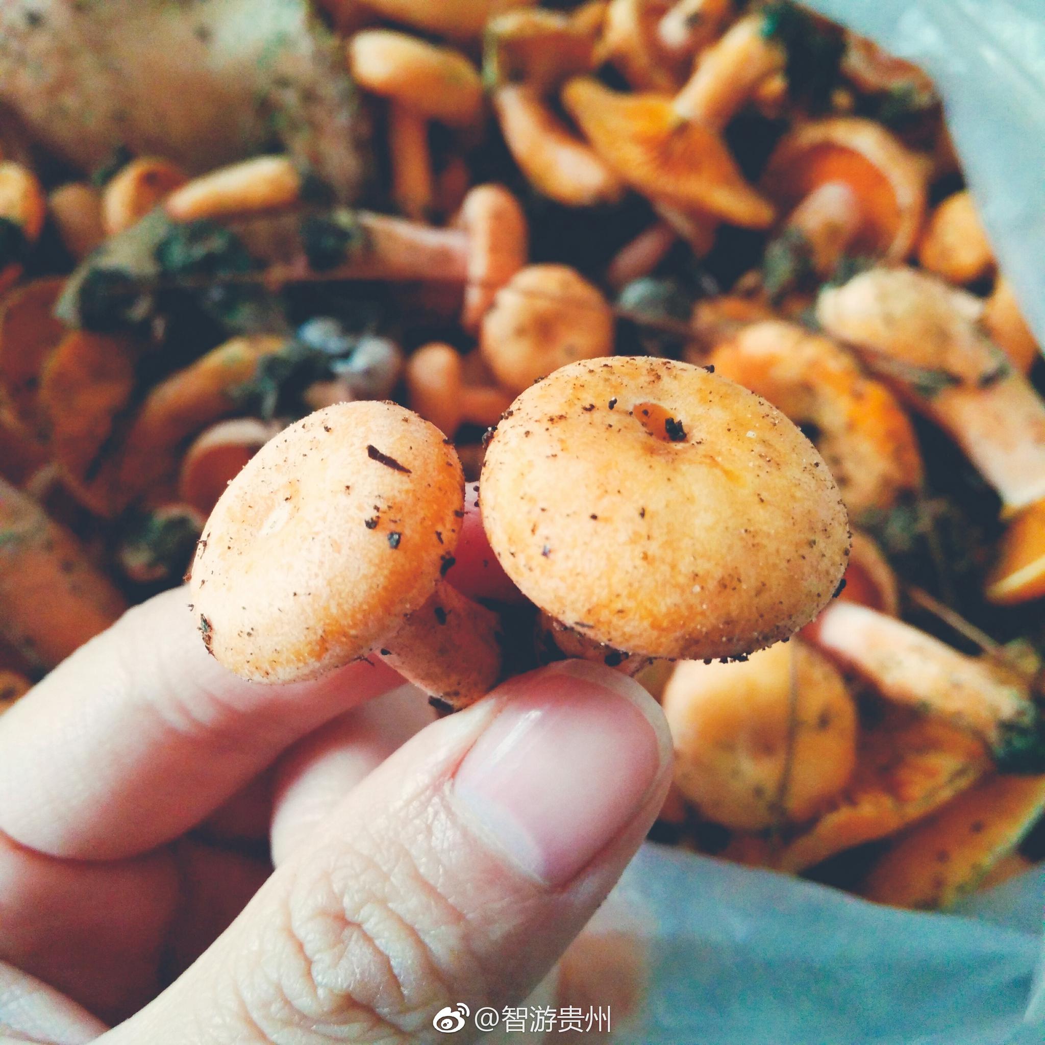 贵州特色美食之一野生菌