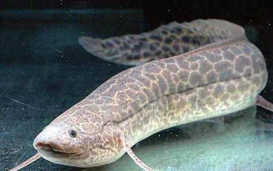 真正干不死的鱼,沙漠中暴晒4年还能复活,却难逃这个天敌