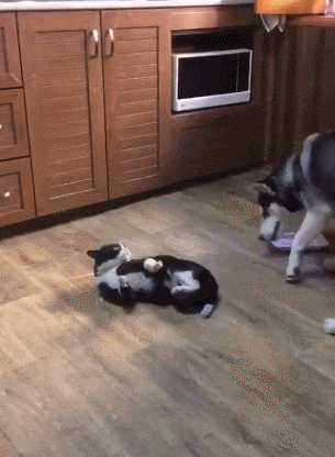 二哈的思维就是逆天, 打不过猫咪就准备一屁股坐死它, 笑死个人