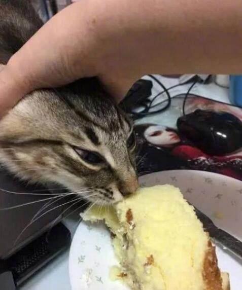 铲屎官吃东西的时候,喵星人总爱偷吃,无奈主人只好出此下策!