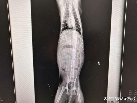 大小,这就注意了 这个是传腹当中会有的 一个 症状