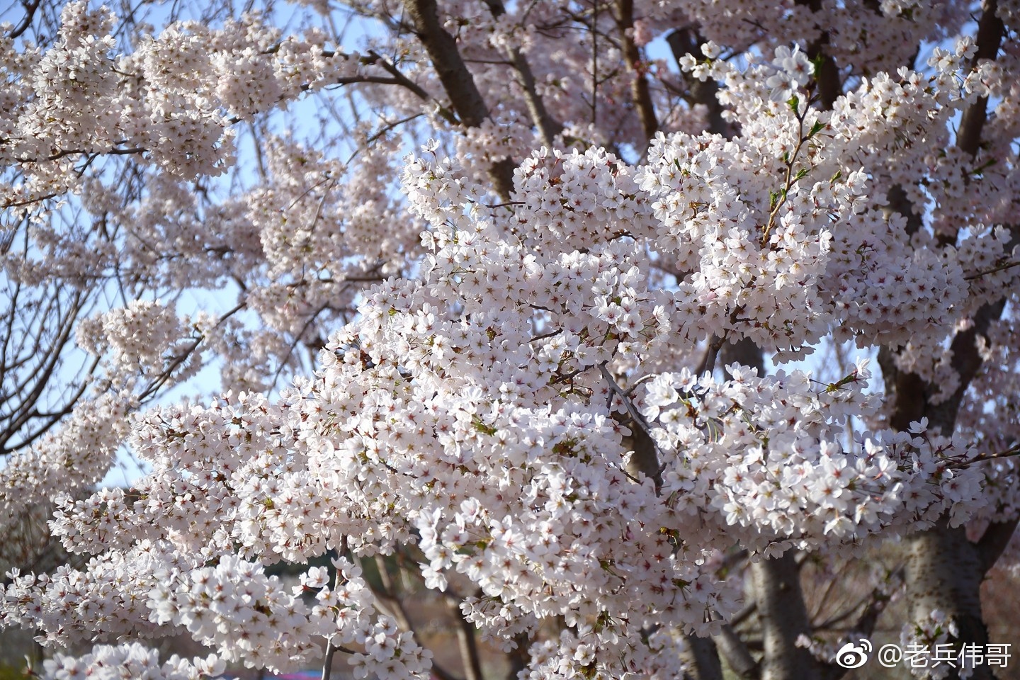 旅顺樱花季61遇见染井吉野樱|吉野|樱花|蔷薇科_新浪新闻