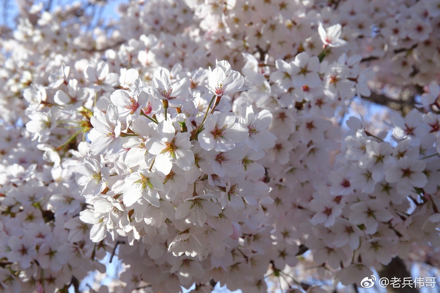 旅顺樱花季61遇见染井吉野樱|吉野|樱花|蔷薇科_新浪新闻