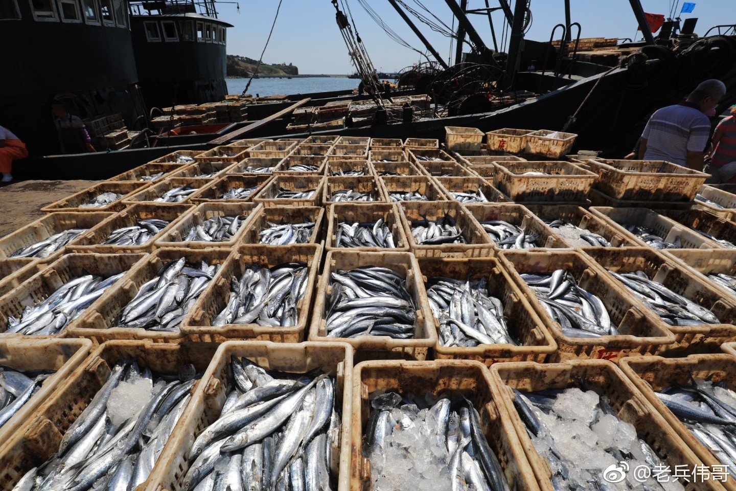 黄渤海开渔第一天,大连龙王塘渔港码头上一派忙碌|黄渤海|龙王塘|海鲜