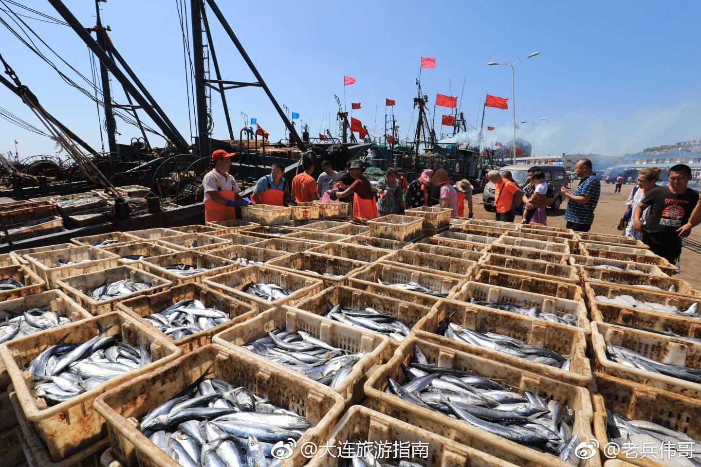 大连:开海第一天,龙王塘港收获满满