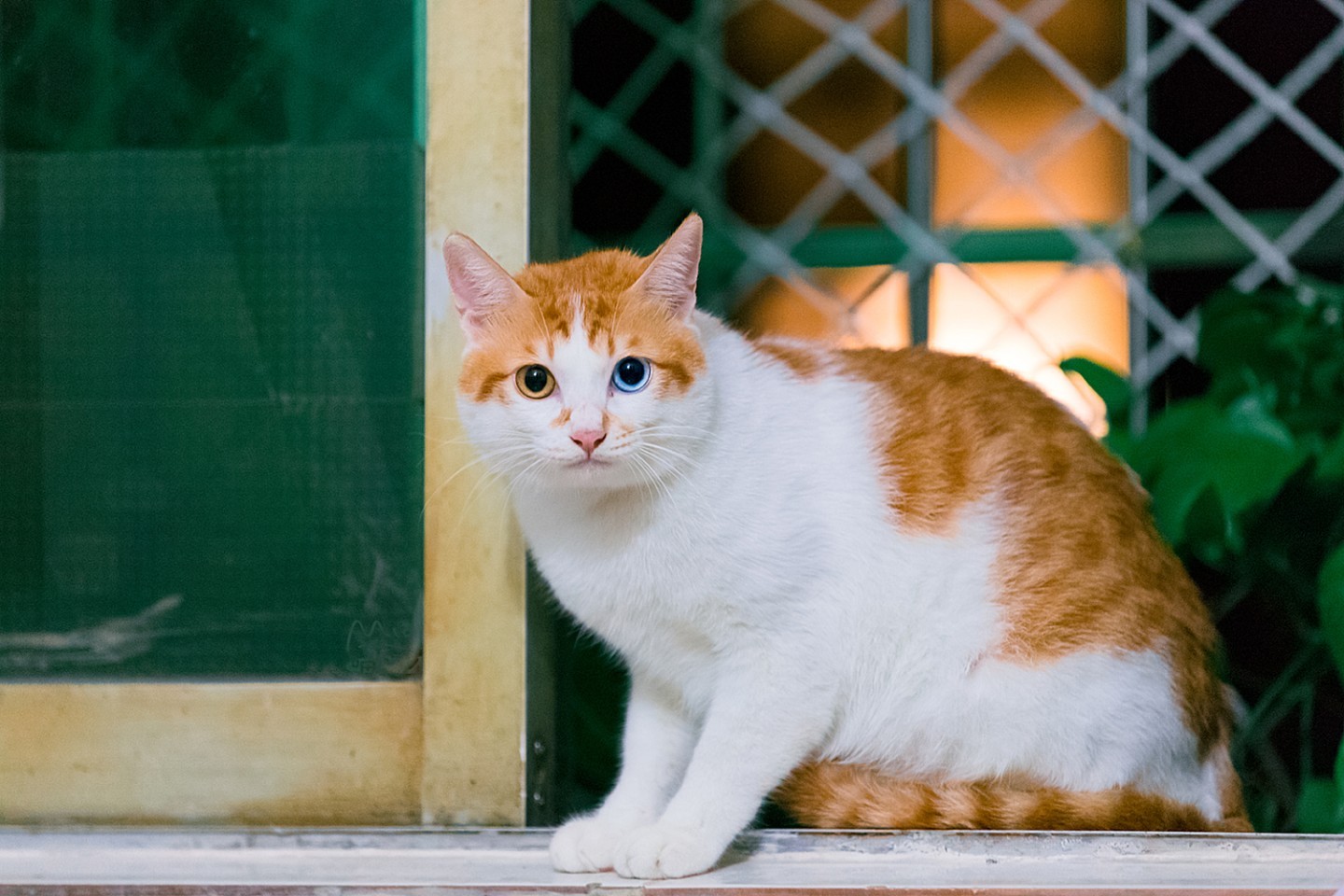 蓝眼异瞳大橘白,看一眼就爱上