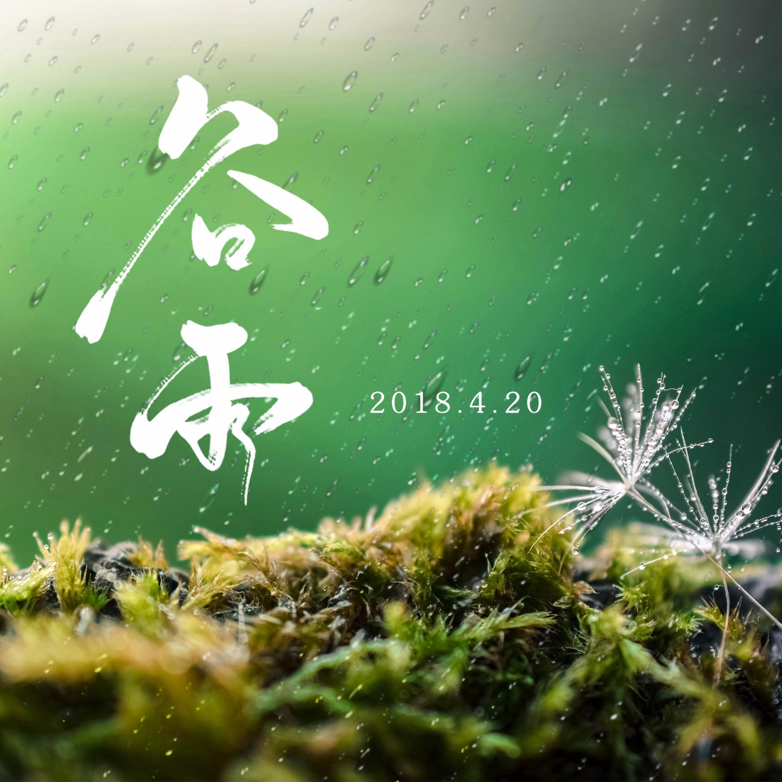 春天的最后一个节气走谷雨赏牡丹喝茶清火习俗不少