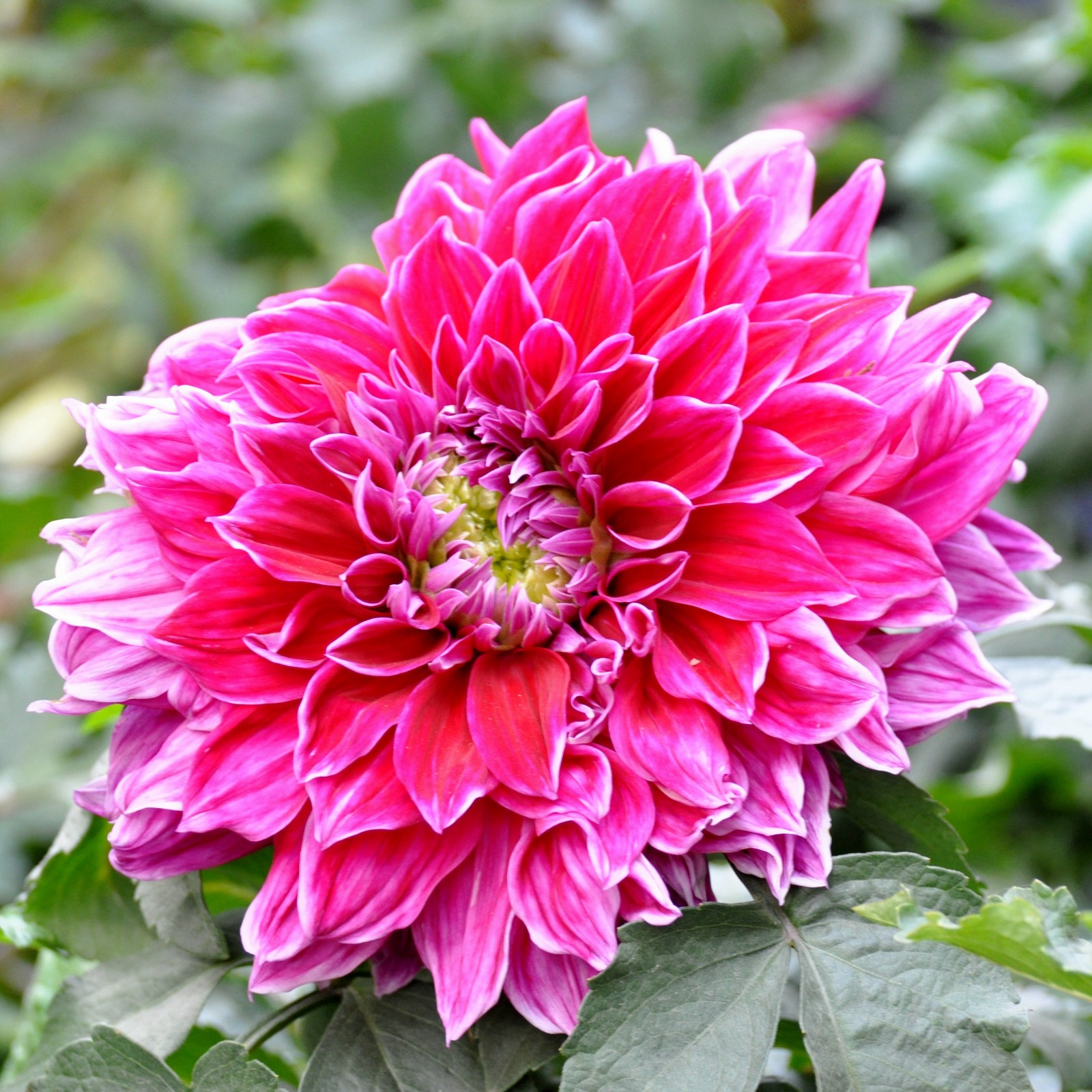 富贵漂亮的大丽花原创摄影