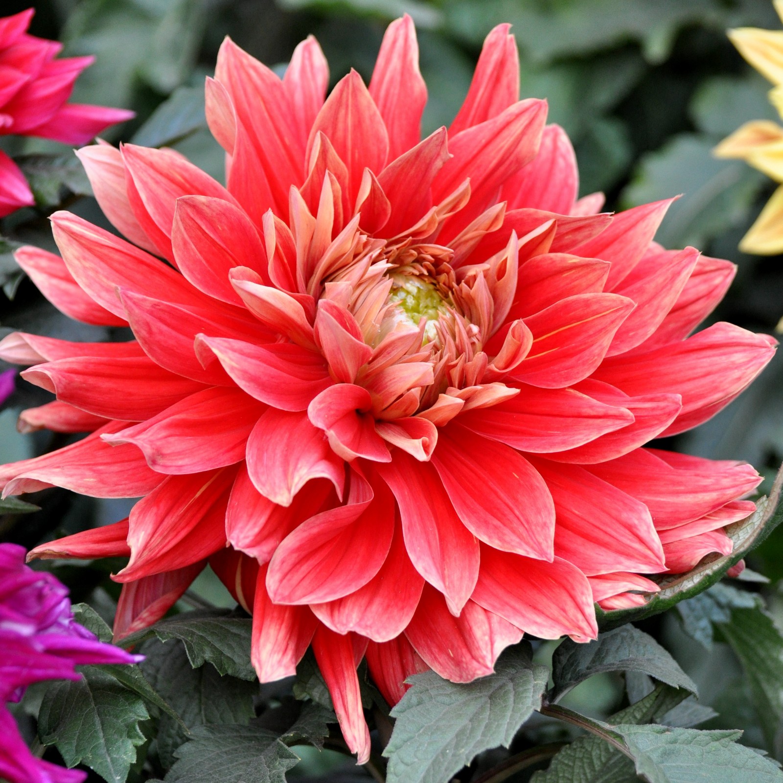 富贵漂亮的大丽花原创摄影