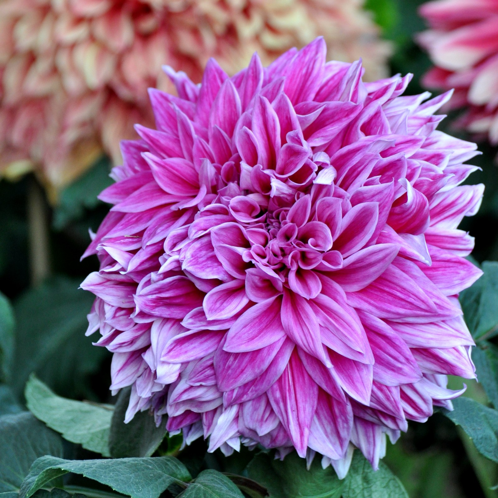 富贵漂亮的大丽花原创摄影