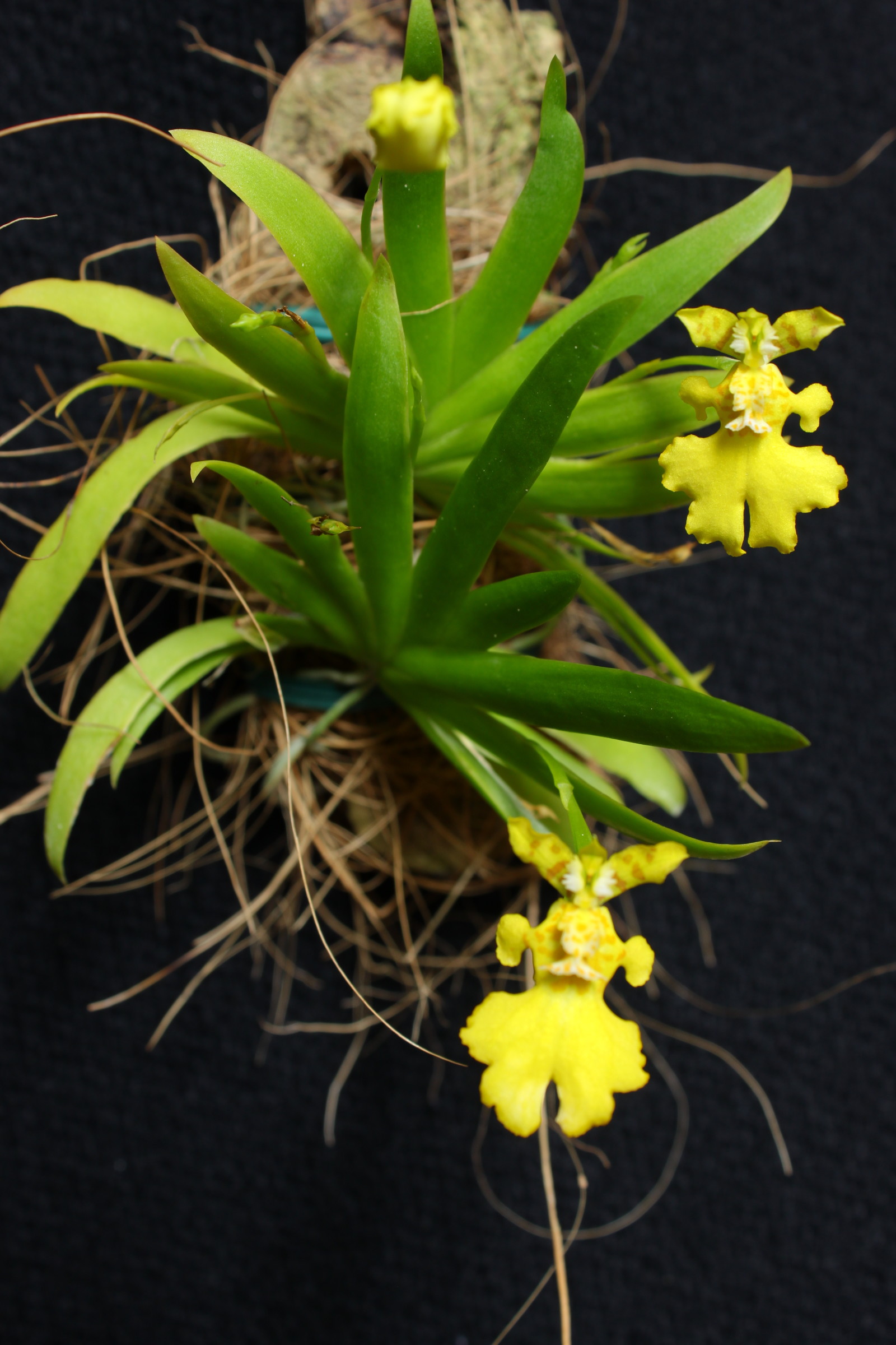 扇叶文心兰 --- " 植株小,株高2.5-3.5cm ,花径2.5cm,具淡香