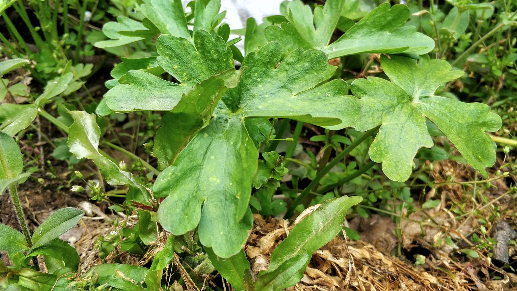农村茅厕旁一种野草,人称"鬼见愁",却是治"风湿"的良方