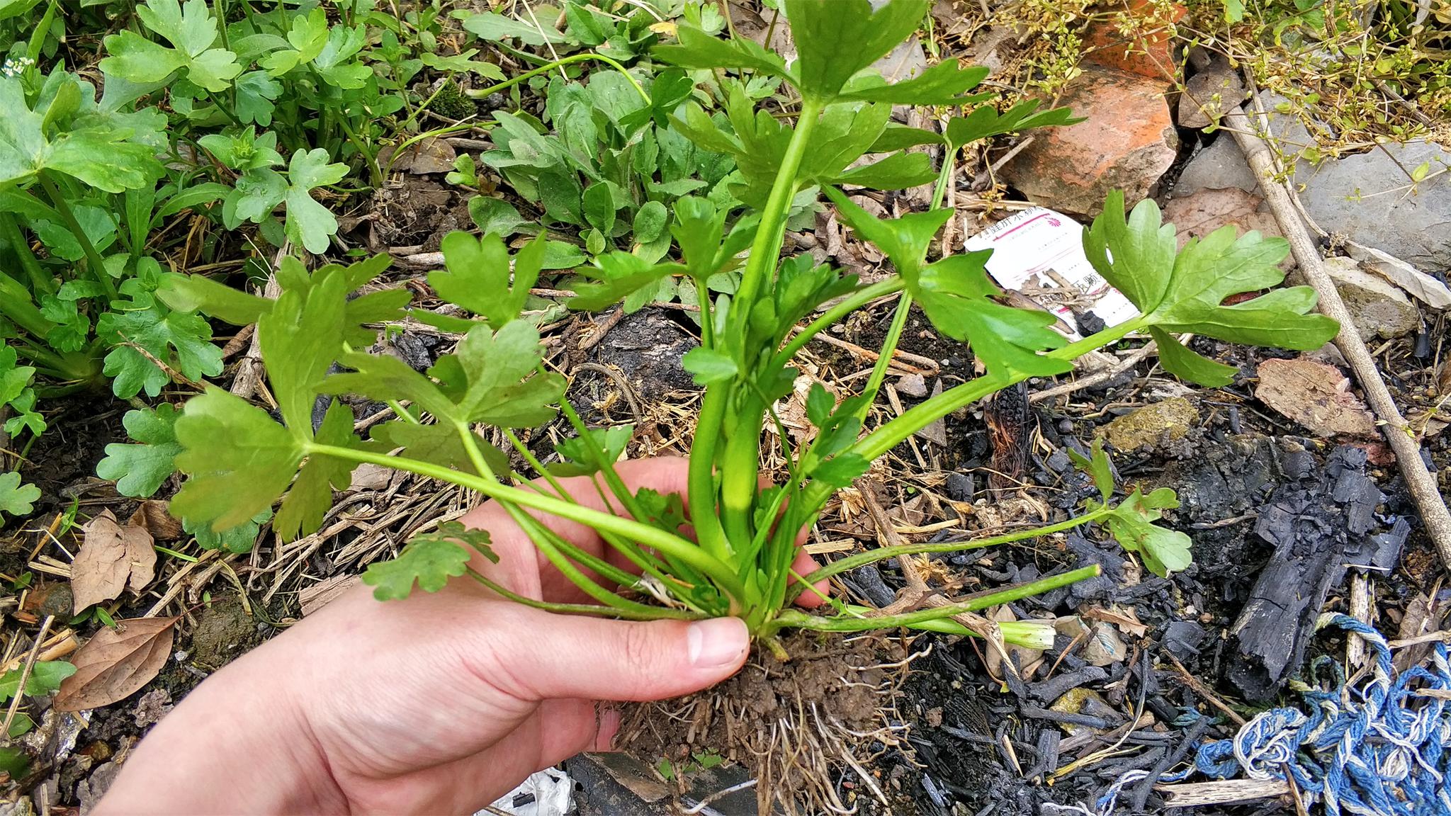 农村茅厕旁一种野草,人称"鬼见愁",却是治"风湿"的良方