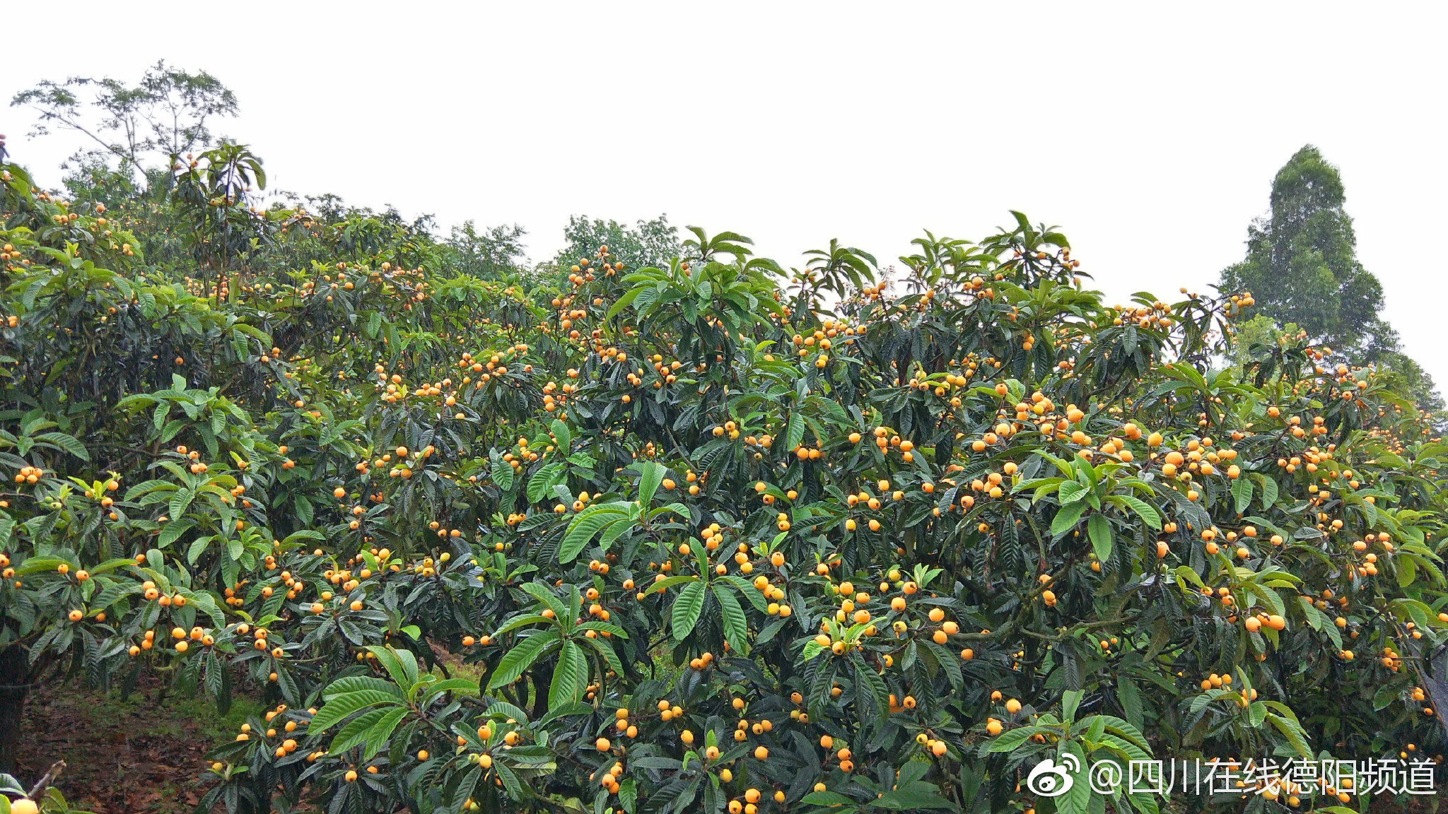 旌阳区黄许镇千亩枇杷熟了走周末摘枇杷