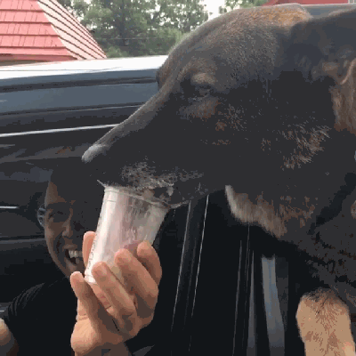 下午茶时间:凶猛警犬一脸嘴馋样狂舔狗布奇诺,太可爱了!|奇诺|警犬|狗