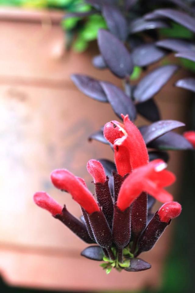 盆栽新推荐金鱼藤瀑布一样的花卉盆栽