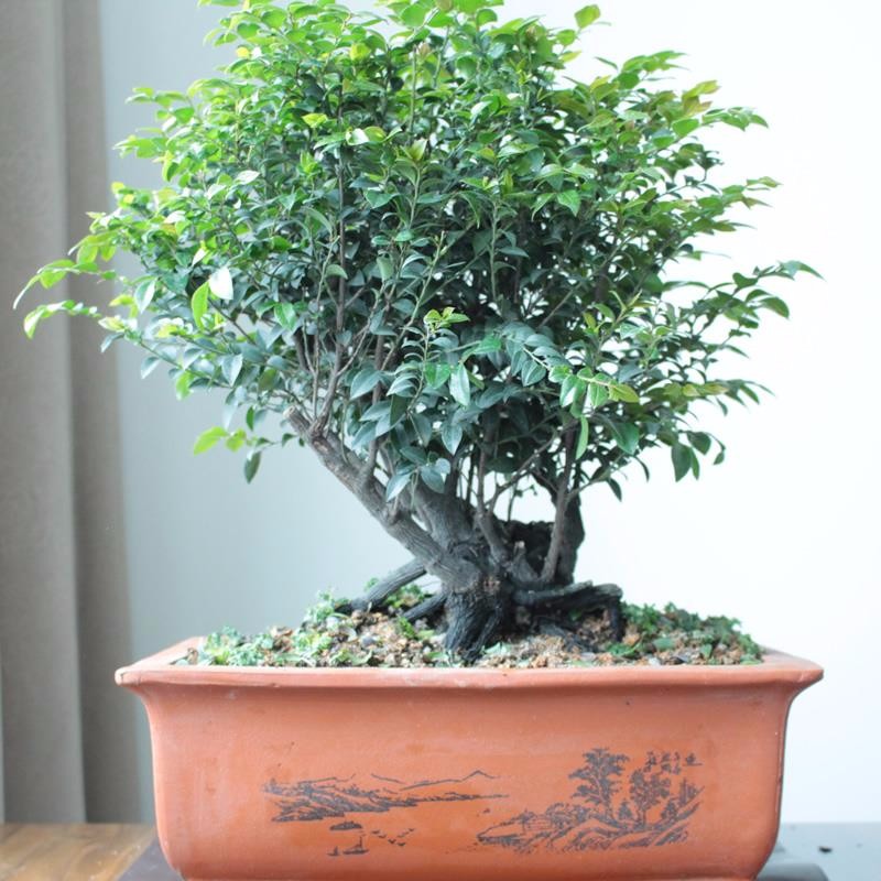 小叶紫檀盆栽发财树绿植小叶紫檀盆景净化空气室内防辐射去甲醛