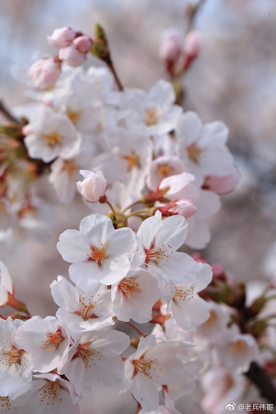 旅顺樱花季61遇见染井吉野樱