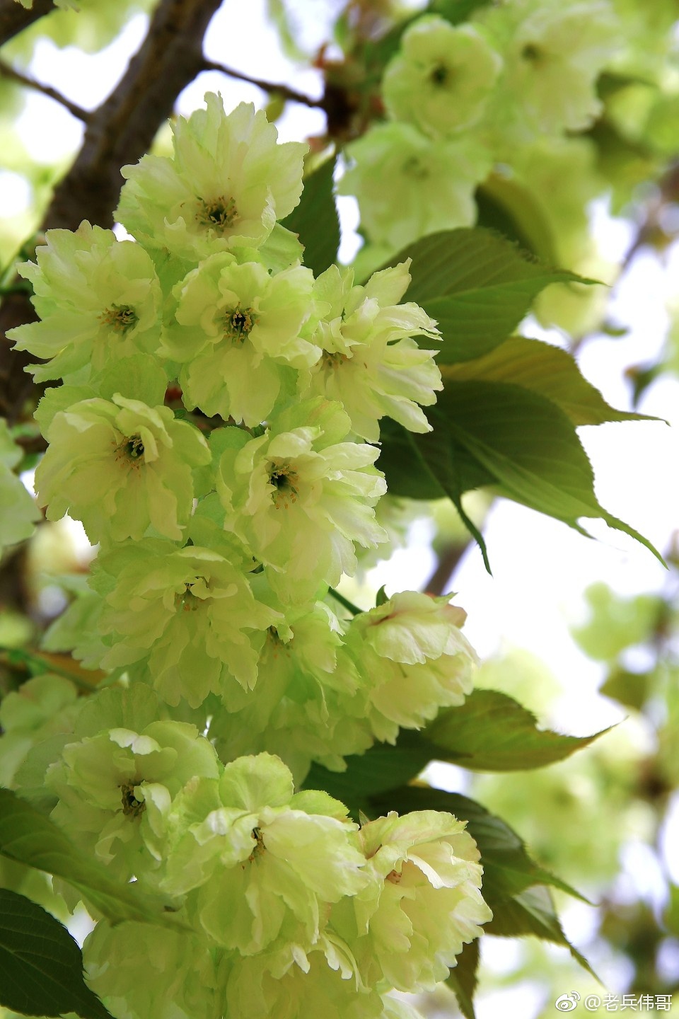 旅顺203樱花园里有一片罕见的绿樱花,每年4月25日左右绽放_新浪看点