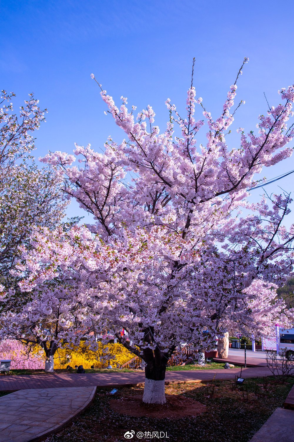 此刻旅顺203樱花园里,单瓣樱花正是观赏的最佳时节!