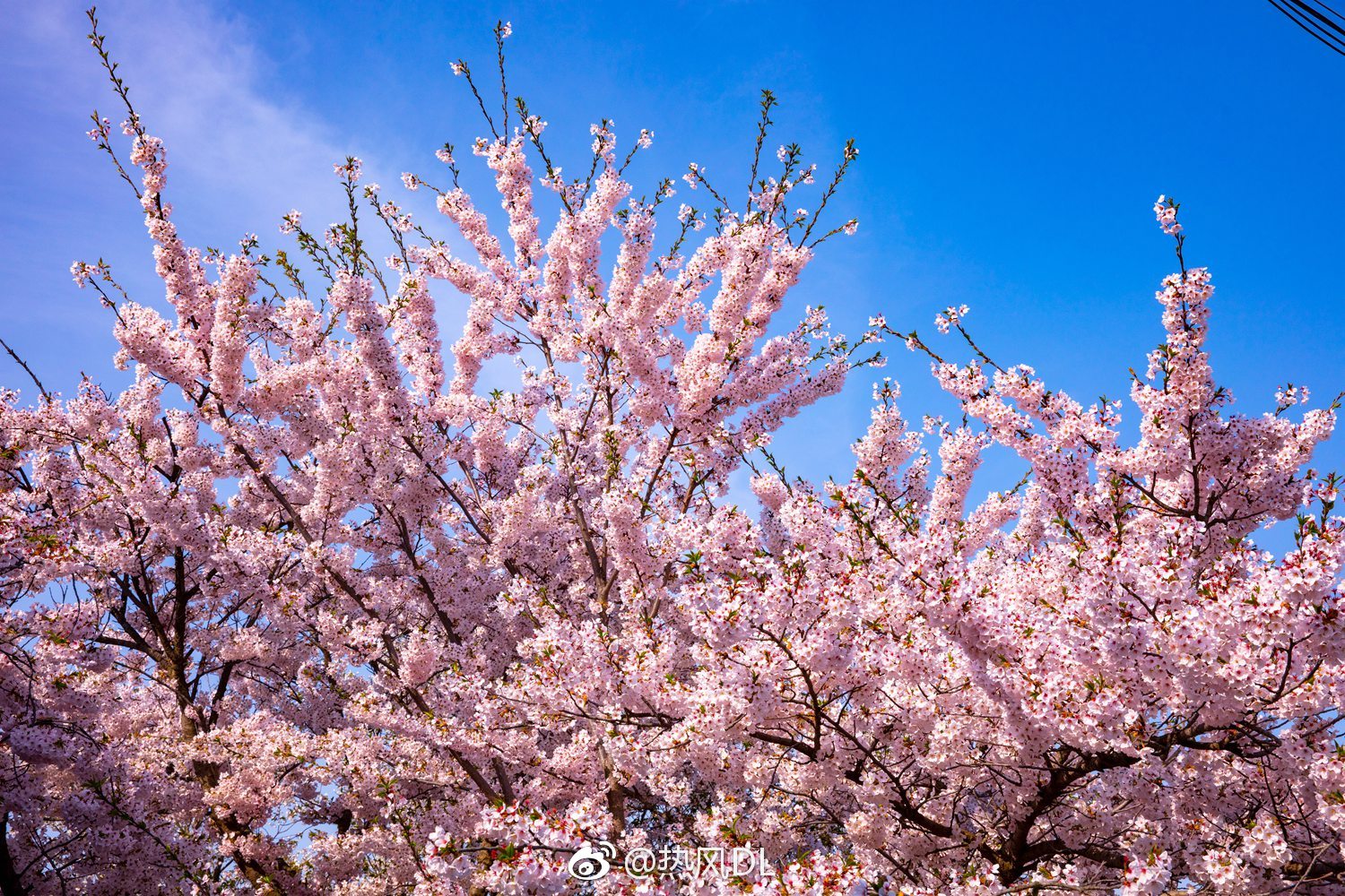 此刻旅顺203樱花园里,单瓣樱花正是观赏的最佳时节!