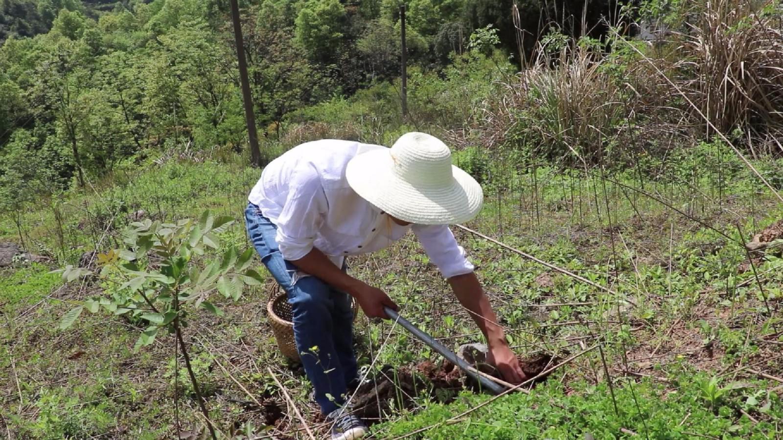 农村小伙到地里挖野菜,锄头都挖断了,炒鸡蛋最好吃,你吃过吗?