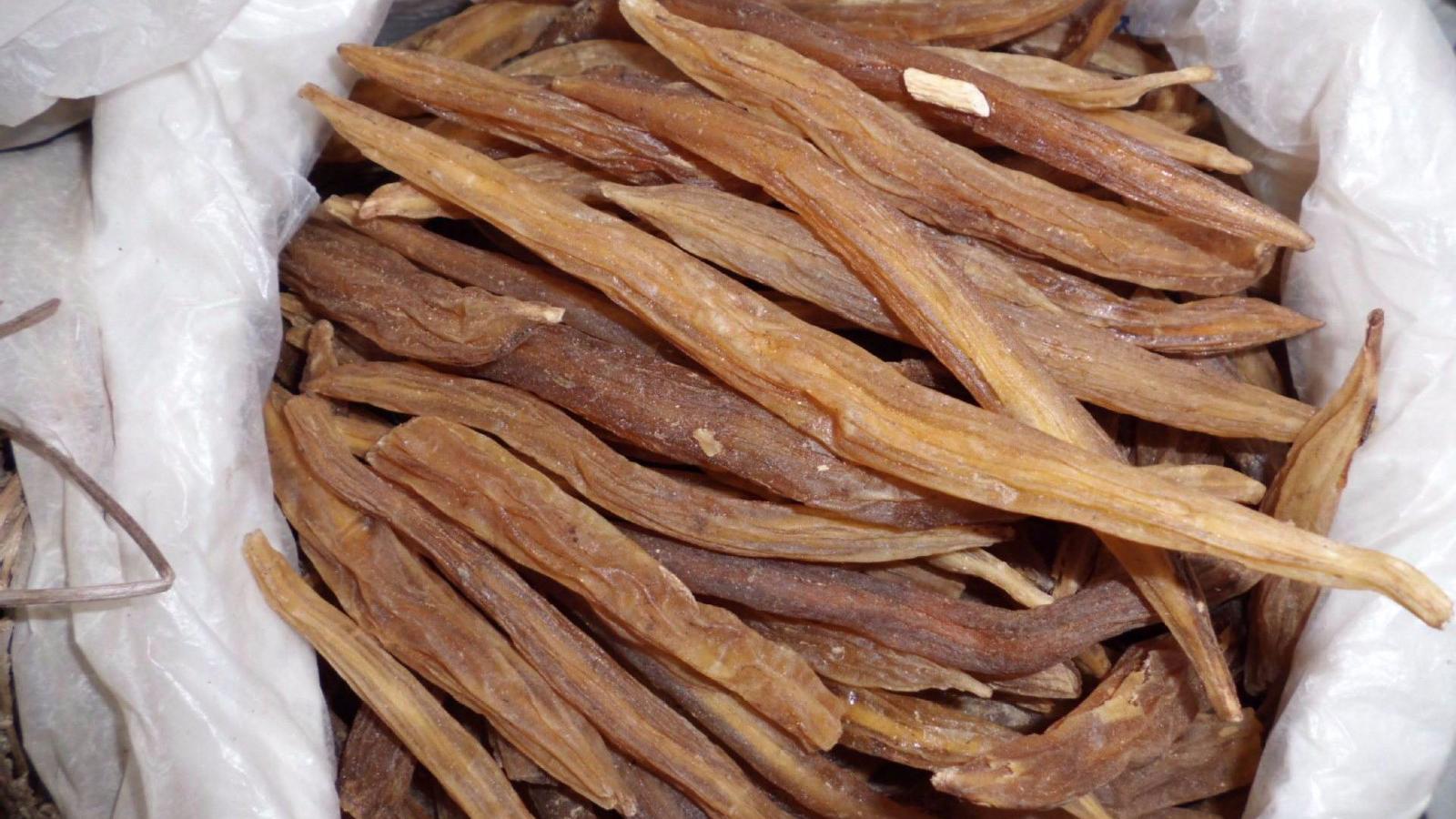 这种名叫"老虎尾巴根"的植物,市场很少见,已被国家重点保护!