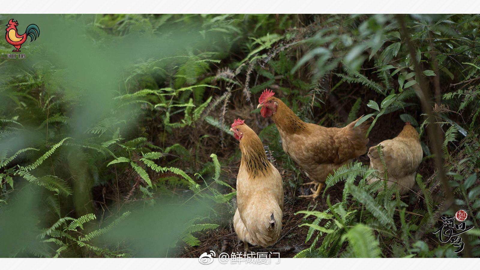 上永辉,教你正确吃鸡姿势|吃鸡|河田鸡|蒸鸡_新浪新闻