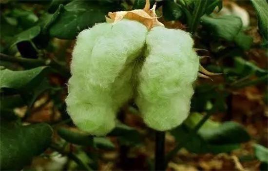 有机彩棉是什么 详细介绍它优缺点吧!