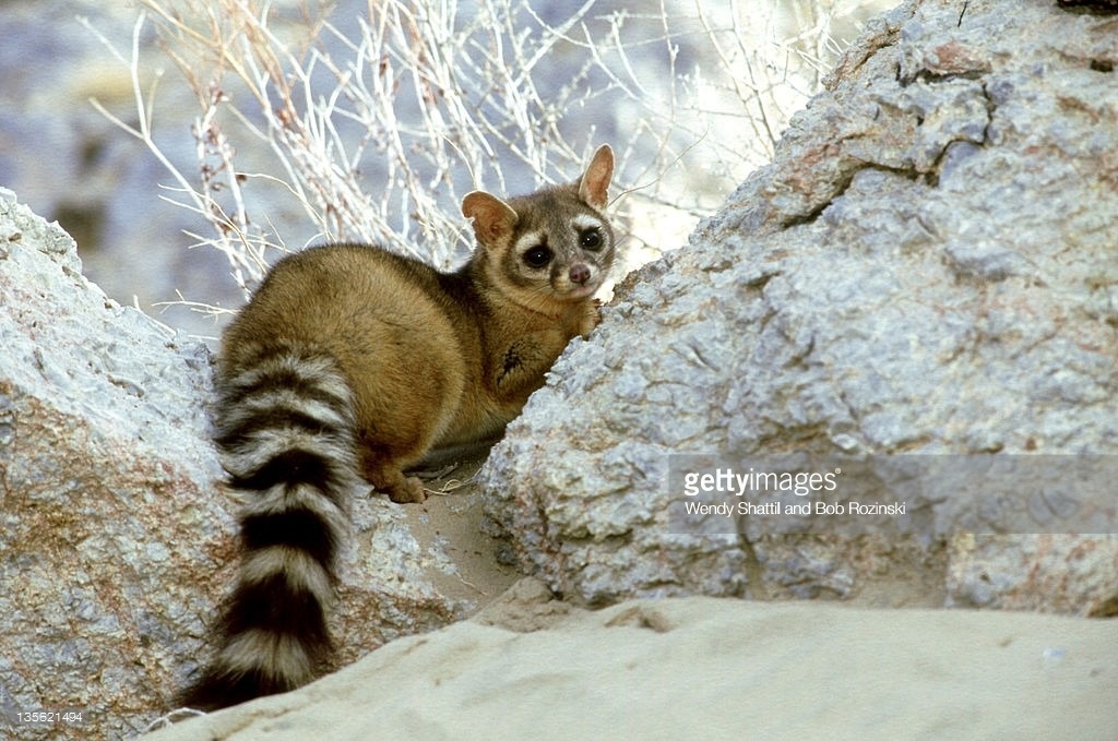 环尾猫,食肉目浣熊科动物,产于北美洲西南部,杂食性动物|浣熊|北美洲