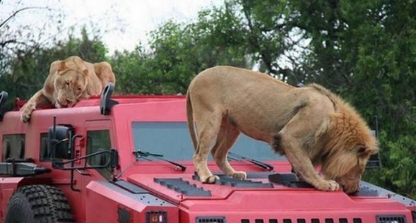 开这车去动物园别说狮子就算大象也伤不到你|掠夺者|派拉蒙|动物园