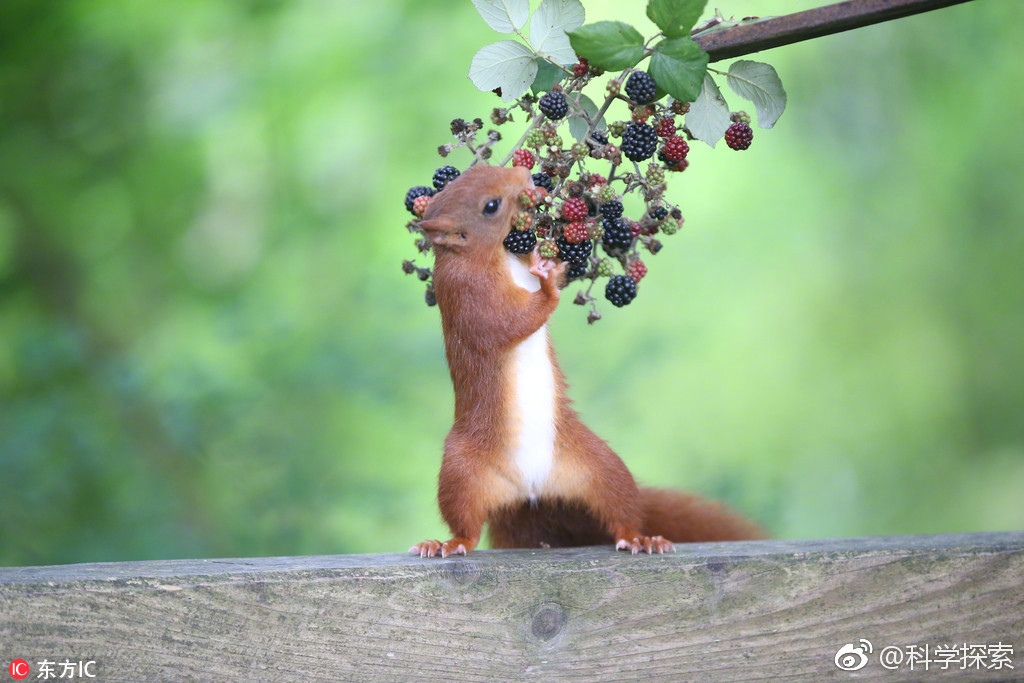 英国红松鼠采黑莓 吃货模样可爱极了