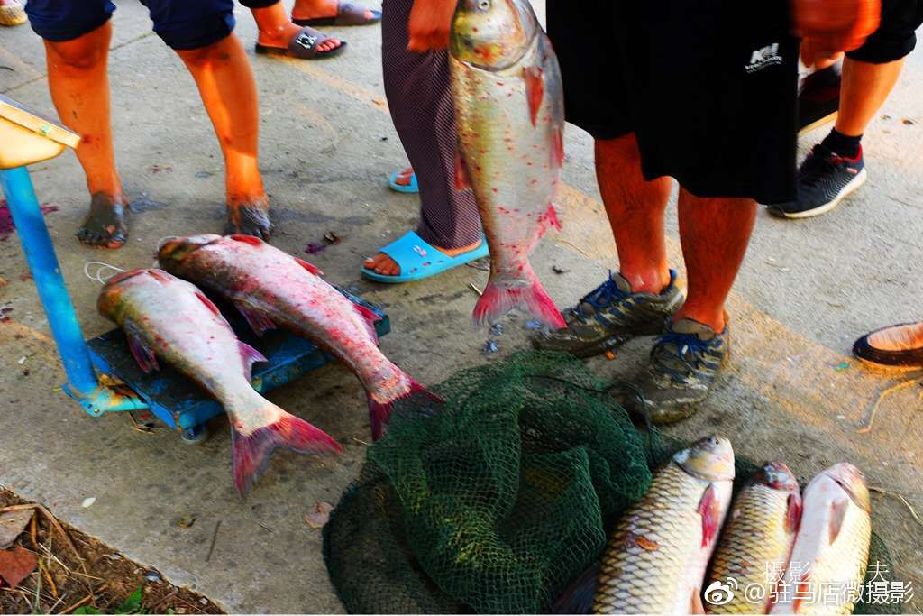 百舟竞发,千人撒网,驻马店宿鸭湖的捕鱼季开始了