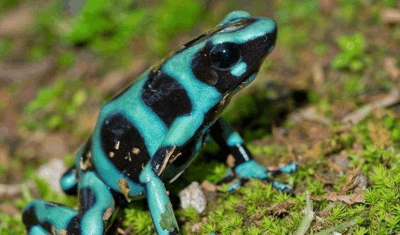 青色毒箭蛙