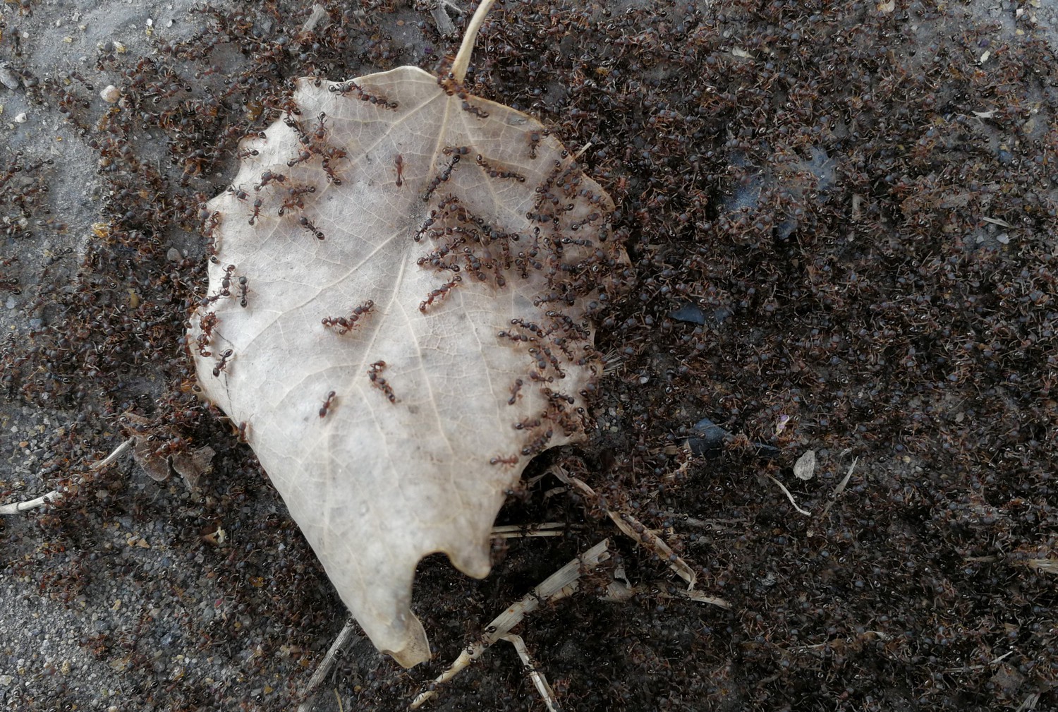 蚂蚁间恶战伤亡数万,尸体堆成小山均不退缩