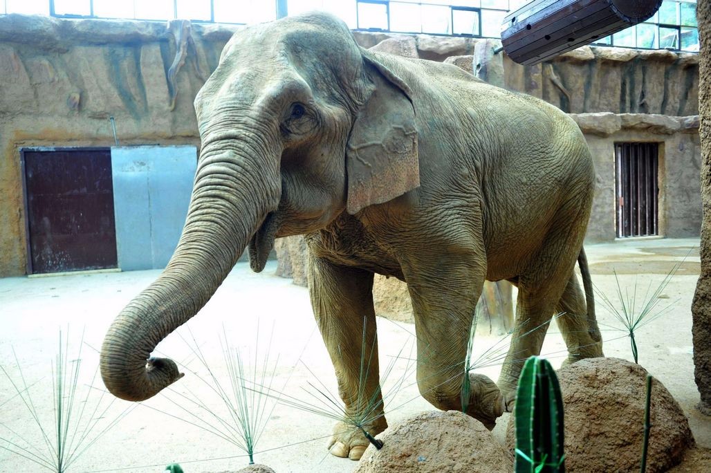 野生动物世界的2头大象,8月10日从贵州动物园跋涉2700公里来到青岛