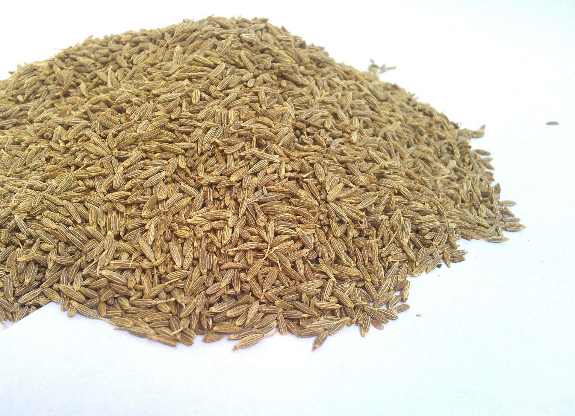 农村一种长得像香菜的植物,被称为"调味品之王",能杀菌健胃|新疆|孜然