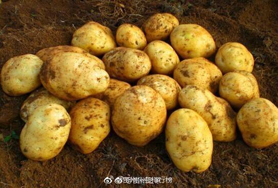 贵州威宁洋芋入列全国100个品牌农产品名单