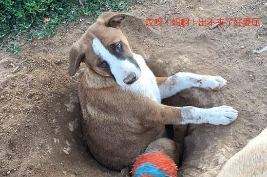 傻狗,自己挖坑把自己埋了,爬不出来,狗狗:别笑