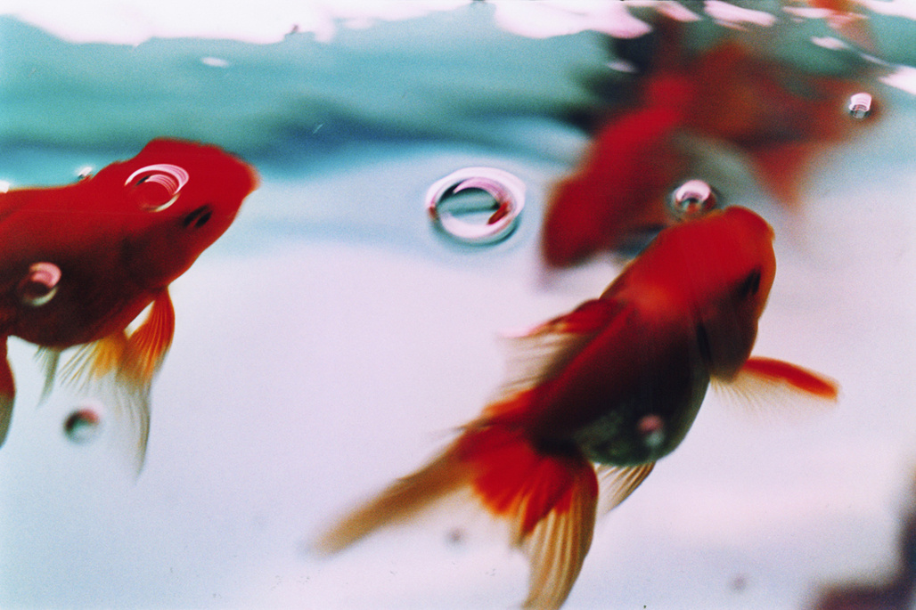 在蜷川实花的镜头中金鱼
