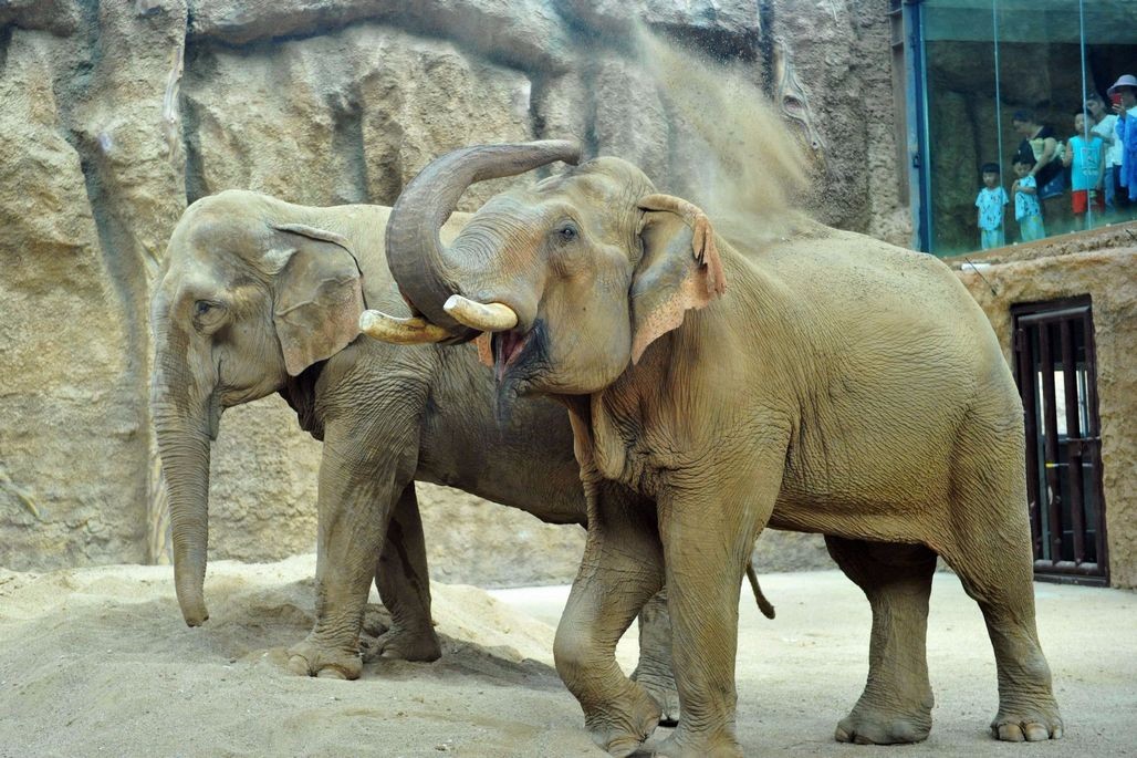 野生动物世界的2头大象,8月10日从贵州动物园跋涉2700公里来到青岛