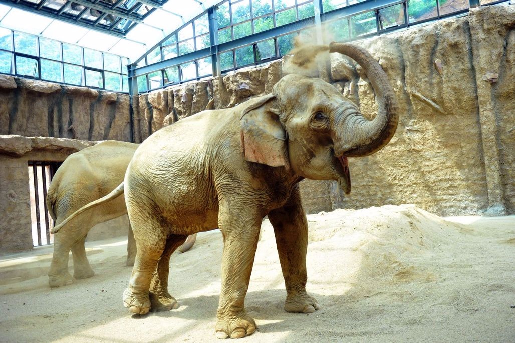 青岛2头大象真可爱 萌萌的 爱吃香蕉胡萝卜 最喜欢玩沙子