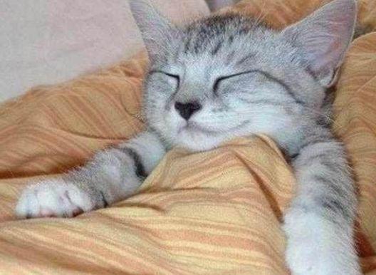 开了空调之后,小奶猫就开启了睡神模式,主人一看羞红了脸!
