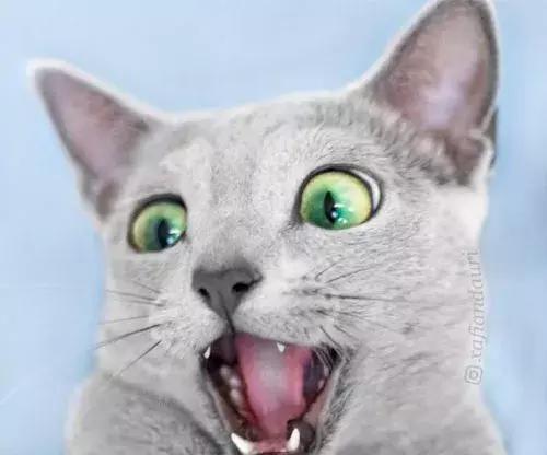 网友的两只俄罗斯蓝猫眼睛都美得像绿宝石看一眼立马爱上