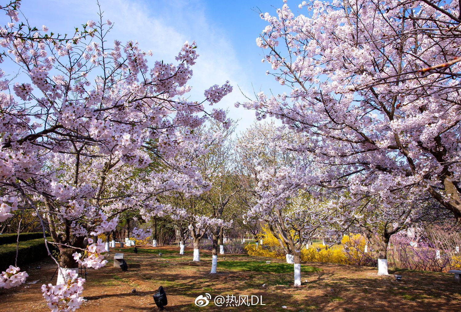 此刻旅顺203樱花园里,单瓣樱花正是观赏的最佳时节!